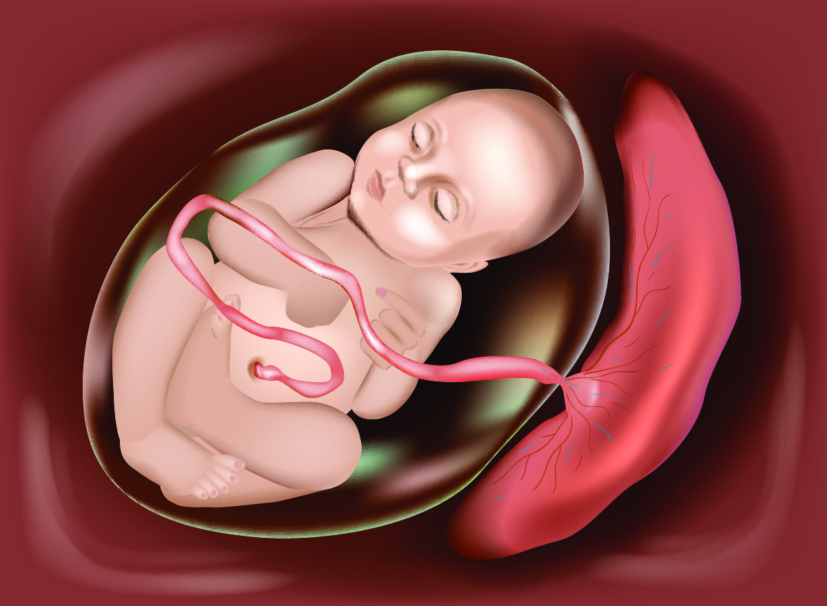 Placenta Meaning In Telugu English