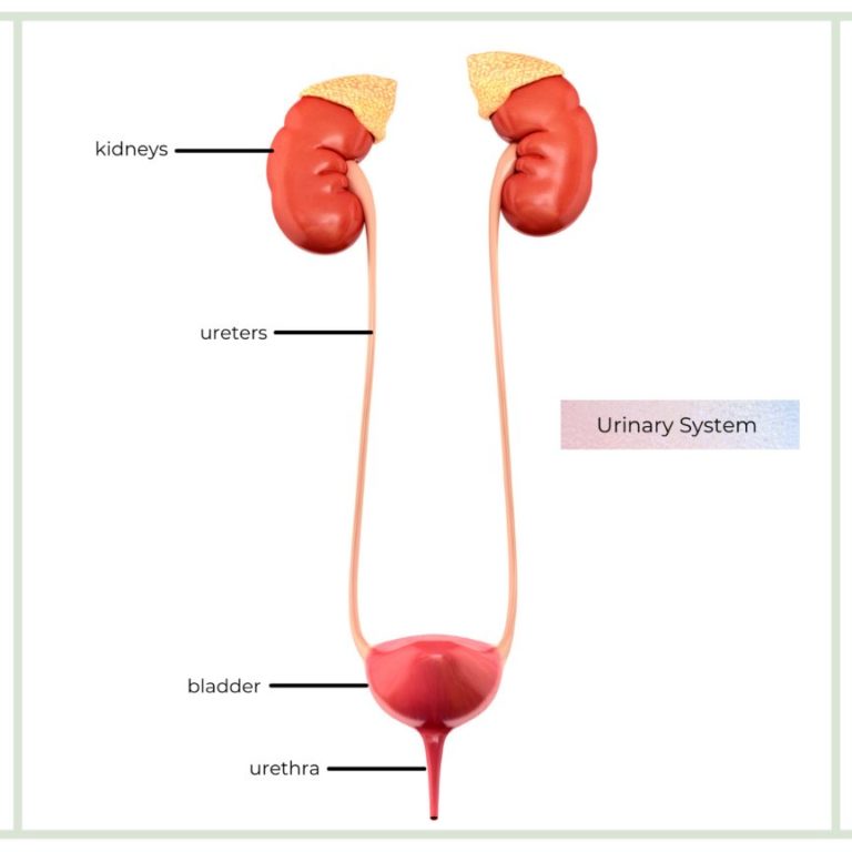 Antenatal Hydronephrosis: Causes & Treatments - Sitaram Bhartia Blog